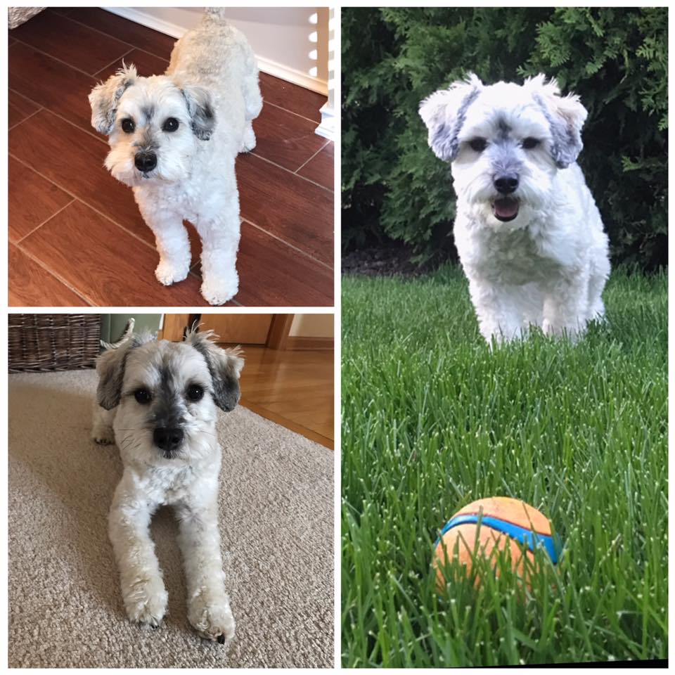 smeraglia's teddy bear schnoodles
